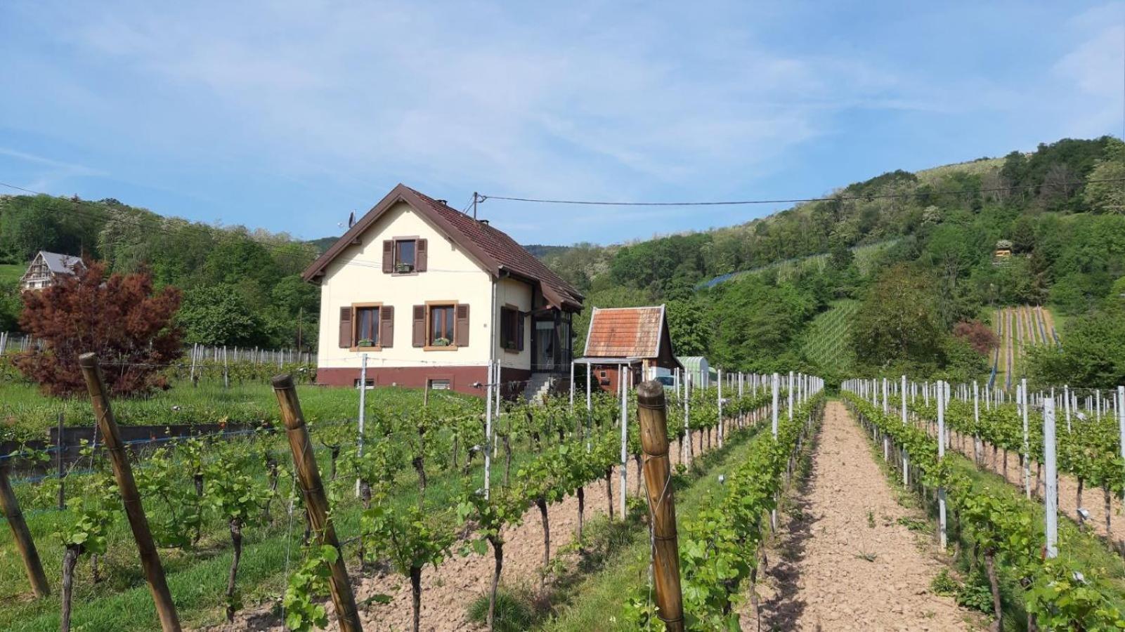 Dandelion Bed & Breakfast Ribeauvillé Dış mekan fotoğraf